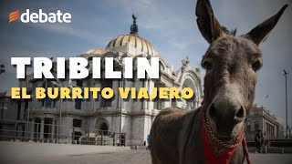 Tribilin el burrito viajero CDMX y todos los lugares que visitó [upl. by Meeharb]