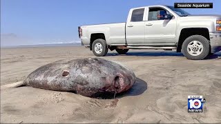 Rare fish washes ashore on Oregon beach [upl. by Nollahp]