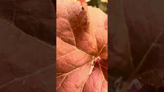 Beautiful  Heuchera Orangeberry nature flowers plants [upl. by Arok]