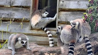 Ringtailed lemur [upl. by Esiuolyram]