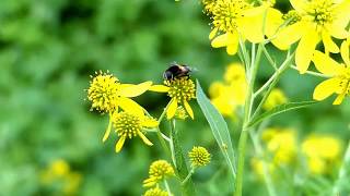 Giant Hoverfly Licking Wingstem Flowers オオハナアブ♀がハチミツソウの花で食餌 [upl. by Anialad144]