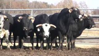 Canadian Finals Rodeo Bucking Bulls [upl. by Kraul]