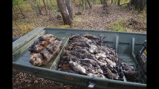 Open Water Muskrat Trapping 2021 pt 2 [upl. by Alyehc]