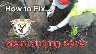 How to fix and treat stem girdling roots [upl. by Anoo]