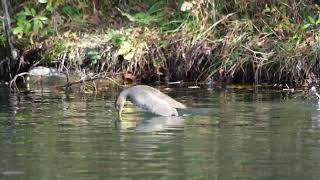 Plongeon des juvéniles Gallinule Pouledeau  Gallinula chloropus [upl. by Loredana318]