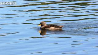 PATO JERGON CHICO Anas flavirostris [upl. by Aracot]