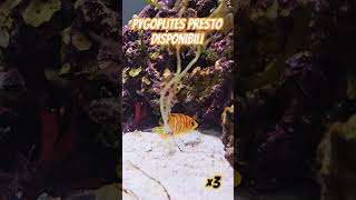 Pygoplites presto disponibili piano music acquario animali pesci fish animals [upl. by Curkell]