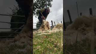 Shearing with new cordless handpiece sheephusbandry wool wool [upl. by Llehcal]