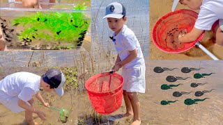 100s of Tadpoles by the Lake and Release Them [upl. by Sulokcin]