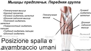 Anatomia dellavambraccio muscoli tabella funzione gruppo muscolare anteriore [upl. by Elpmid346]