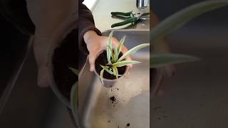 How I propagate spider plant shorts [upl. by Jankell72]