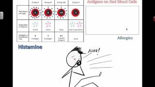 Antigens and Allergies IB Biology [upl. by Aitselec]