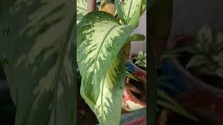 Dumbcane plant  dieffenbachia seguine shorts plants houseplants gardening dumbcaneplant viral [upl. by Artined382]