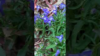 Lobelia erinus 🌸 nature plants flowers vlog TaoMola [upl. by Salzhauer]