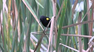 Sargento Agelasticus thilius Yellowwinged Blackbird [upl. by Kutzer]