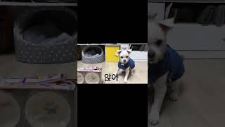 강아지 vlog  🎁 갑작스런 선물엔 비밀이 있다 2부 [upl. by Swisher191]