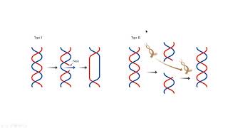 Topoisomerase I II molecular biology mp4 [upl. by Wahs]