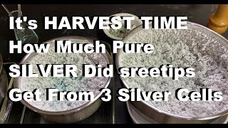 Silver Cell Day 16 Silver Crystal HARVEST [upl. by Eddra224]