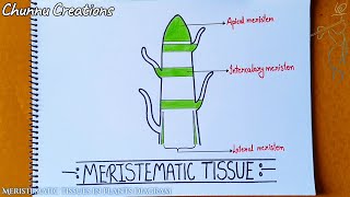 Meristemati tissue in plants diagram meristematic tissue diagram [upl. by Assennav]