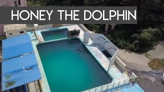 EXCLUSIVE VIDEO Bottlenose dolphin Honey languishes in tank at Inubosaki Marine Park Aquarium [upl. by Arerrac]