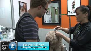 Grooming video 5 Dogs Detangler Spray [upl. by Kristoffer187]