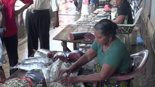 NEGOMBO FISH MARKET [upl. by Keverne]