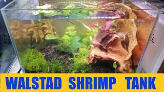 Setting Up Nano Shrimp Tank Walstad Method [upl. by Esra]