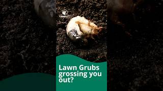 Lawntech top tips for dealing with lawn grubs [upl. by Atteuqnas]