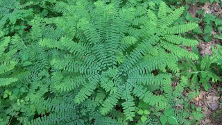 Maidenhair Ferns [upl. by Dailey938]