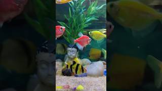 My Tetras Fishes 🐠🐟 subscribe fish love like [upl. by Okimuy]