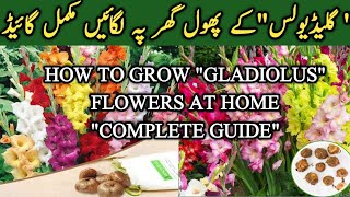 How to grow quotGLADIOLUSquot at home Complete Guide  TubssamTerraceGarden Gardening [upl. by Prudhoe]