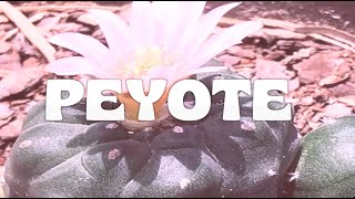 Exposición Más Allá del Peyote [upl. by Storz]