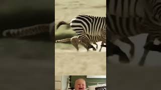 Cheetah Run To Chase A Zebra 😱  Animal Attack Video  shorts youtubeshorts [upl. by Skoorb652]