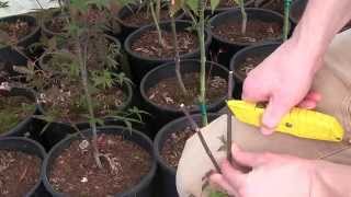 Grafting Red Leaf Japanese Maples [upl. by Anabal]