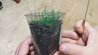 Growing Grass Indoors  Grass In Flower Pots [upl. by Allecram]