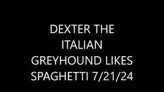 DEXTER THE ITALAIN GREYHOUND LIKES SPAGHETTI 072124 [upl. by Raseac]