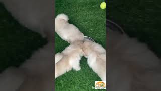 Pekingese puppiespuppy dogbreeddogloverpets [upl. by Afra]