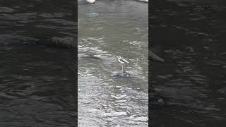 Blackwinged stilt 高腳鴴 宏觀一點 bird nature 出遊 [upl. by Nino]