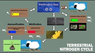 NITROGEN CYCLE in 90 Seconds [upl. by Alyac]