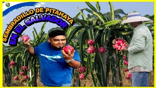 VISITAMOS un cultivo de PITAHAYA en AHUACHAPAN [upl. by Gurl]