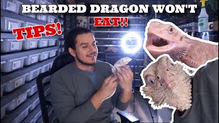 Why Your Bearded Dragon Wont Eat Bearded Dragon Tips [upl. by Aihc998]