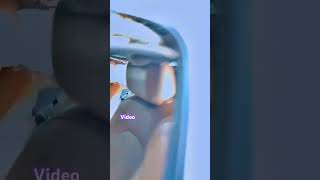 Video vtuberyt vtuberyt 🏎️ youtuvevtuber 🚘 dancemusic 🚘 tranding 🚘 [upl. by Kcirdderf338]