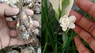 How to Grow and Care Double Tuberose Bulb With Updates  Rajnigandha  Polianthes Tuberosa [upl. by Castera]