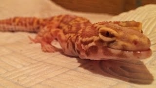 Treating Metabolic Bone Disease  Leopard Geckos [upl. by Radek]