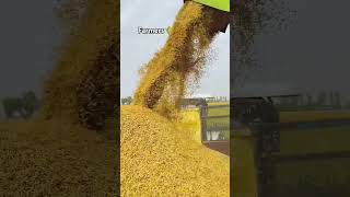 Best Combine Harvester ❤️trending viralshort best farming reels [upl. by Herc114]