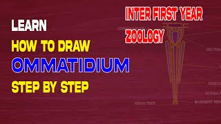 INTER FIRST YEAR ZOOLOGY  OMMATIDIUM DRAWING [upl. by Fabozzi]