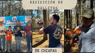 NOS FUIMOS A LA EXHIBICION DE GALLITOS AZTECAS DE CHIAPAS LLEVAMOS ALGUNOS ANIMALES [upl. by Mairb]