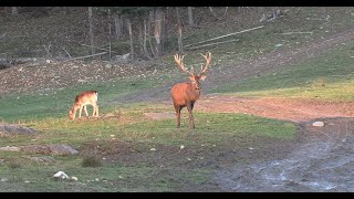 Red Stag HuntGrand Lake Hunt Danforth Maine 2023 [upl. by Aztiray759]