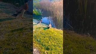 Chladné ráno lepší už to nebudeducksfarminglife ❤️🦆 [upl. by Sanferd]