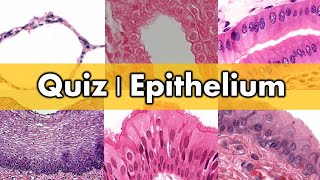 Review and Quiz  Epithelium [upl. by Eignat393]